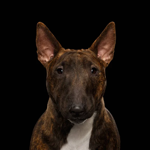 Close Portret Psa Bull Terrier Gazing Odizolowanym Czarnym Tle Widok — Zdjęcie stockowe