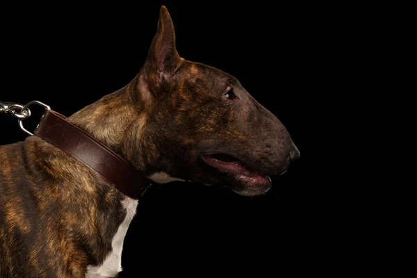 Portrait Von Bullterrierhund Halsband Auf Isoliertem Schwarzem Hintergrund Profilansicht — Stockfoto