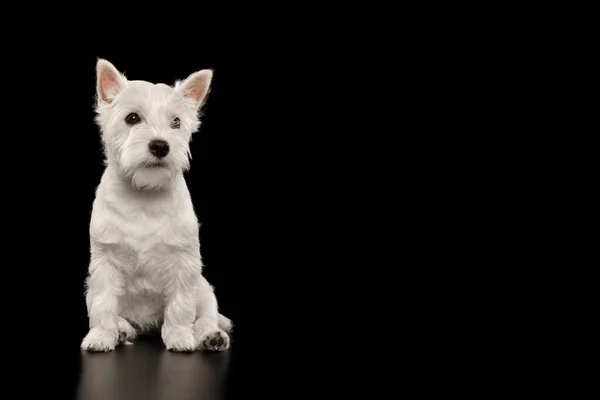 Lindo West Highland White Terrier Dog Sentado Fondo Negro Aislado —  Fotos de Stock