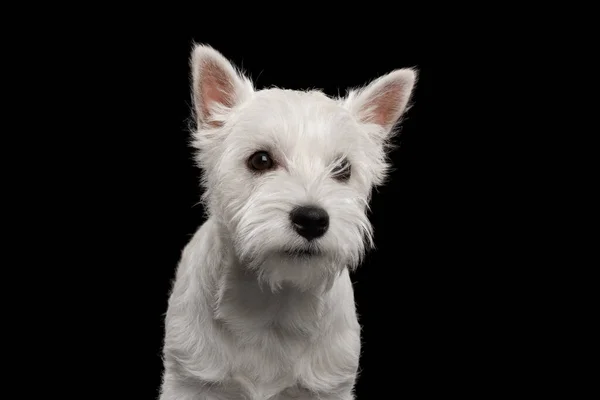 Porträtt Söt West Highland White Terrier Dog Isolerad Svart Bakgrund — Stockfoto