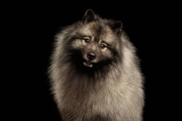 Retrato Peludo Keeshond Cão Curioso Olhando Câmera Com Cabeça Girando — Fotografia de Stock