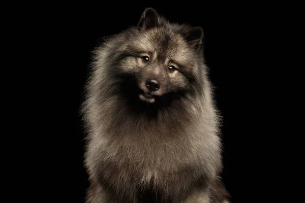 Portret Van Furry Keeshond Hond Nieuwsgierig Kijkend Camera Met Draaiende — Stockfoto