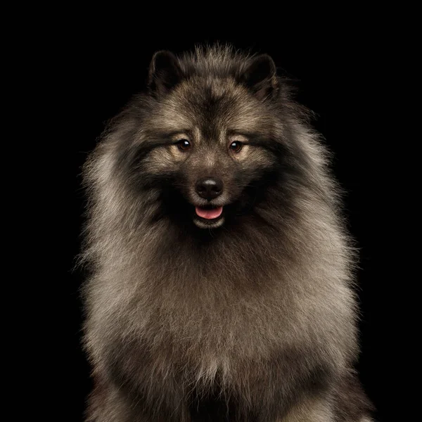 Портрет Пухнастої Собаки Кішонд Дивлячись Камеру Ізольованому Чорному Тлі — стокове фото