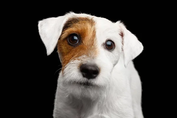 Portret Sneaky Jack Russell Terrier Dog Izolowany Czarnym Tle — Zdjęcie stockowe