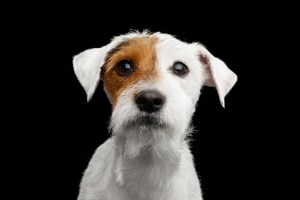 Portret Bliska Zdumienie Jack Russell Terrier Dog Izolowany Czarnym Tle — Zdjęcie stockowe