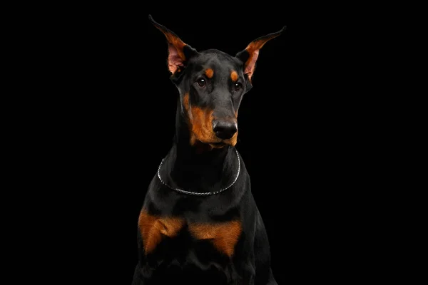 Portret Van Jonge Doberman Hond Poseren Geïsoleerde Zwarte Achtergrond — Stockfoto