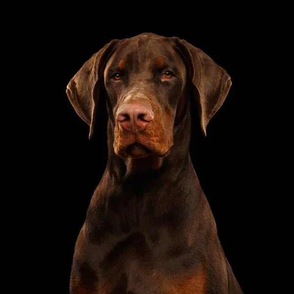 Retrato Perro Doberman Marrón Adorable Sobre Fondo Negro Aislado — Foto de Stock