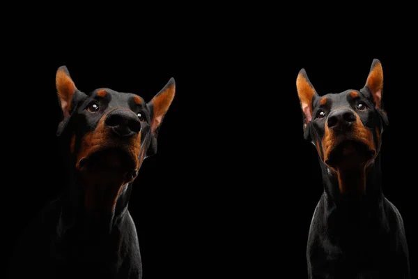 Portré Két Doberman Dogs Izolált Fekete Háttér — Stock Fotó