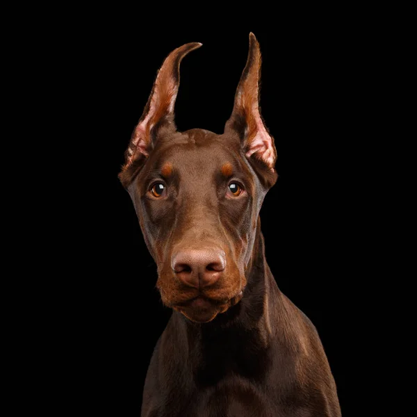 Portret Brązowego Dobermana Psa Wygląda Ciekawie Odizolowanym Czarnym Tle — Zdjęcie stockowe