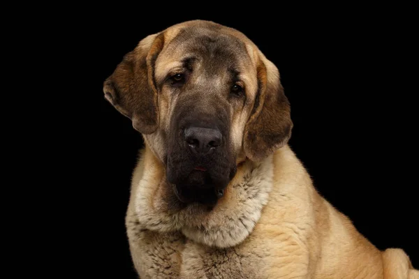 Portret Młodego Hiszpańskiego Psa Mastiffa Odizolowanym Czarnym Tle — Zdjęcie stockowe