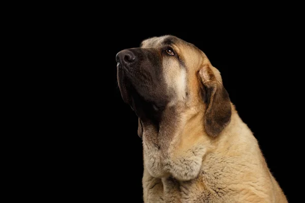 Retrato Mastiff Dog Español Mirando Hacia Arriba Sobre Fondo Negro —  Fotos de Stock