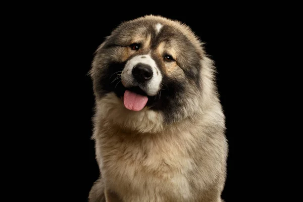 Porträtt Vit Herdehund Isolerad Svart Bakgrund — Stockfoto