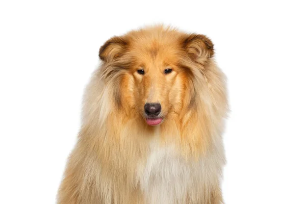 Funny Portrait Collie Dog Showing Tongue Isolated White Background — Stock Photo, Image