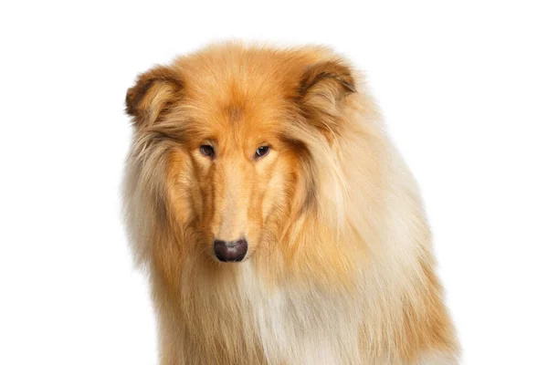 Porträt Von Collie Dog Trauriger Blick Auf Die Seite Auf — Stockfoto