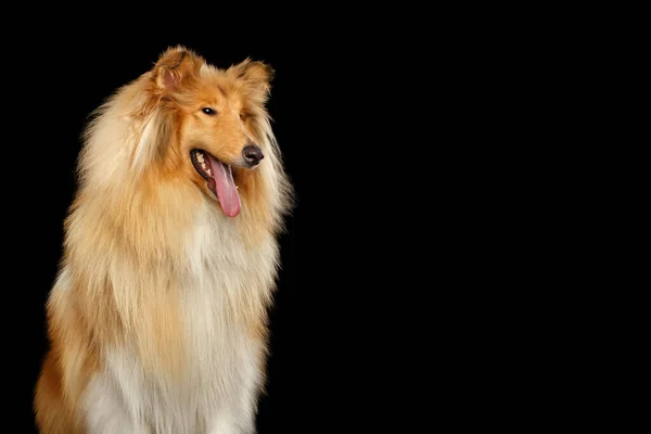 Porträt Eines Großen Collie Hundes Auf Isoliertem Schwarzen Hintergrund — Stockfoto