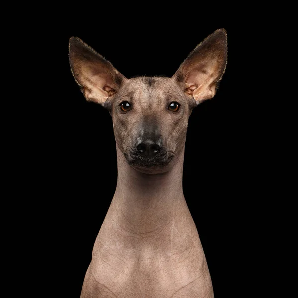 Portret Xoloitzcuintle Bezwłosa Meksykańska Rasa Psów Izolowanym Czarnym Tle — Zdjęcie stockowe