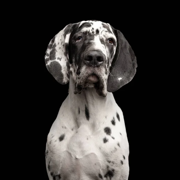 Retrato Engraçado Great Dane Dog Pele Branca Contemplando Fundo Preto — Fotografia de Stock