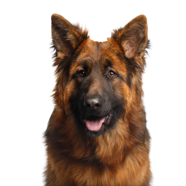 Portrait Longhaired Shepherd Dog Gazing Isolated White Background — Stock Photo, Image