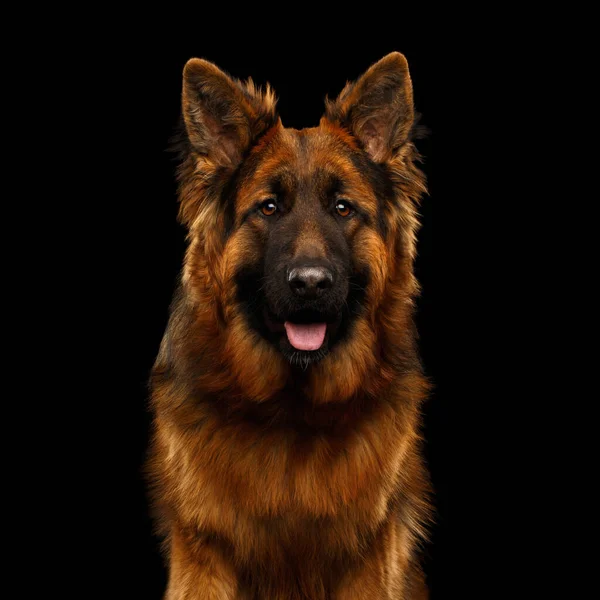 Portrait Longhaired Shepherd Dog Gazing Isolated Black Background — Stock Photo, Image