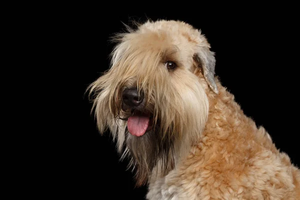 Portrait Irish Soft Coated Wheaten Terrier Sur Fond Noir Isolé — Photo