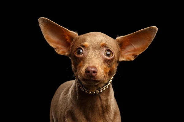 Retrato Toy Terrier Isolado Fundo Preto — Fotografia de Stock