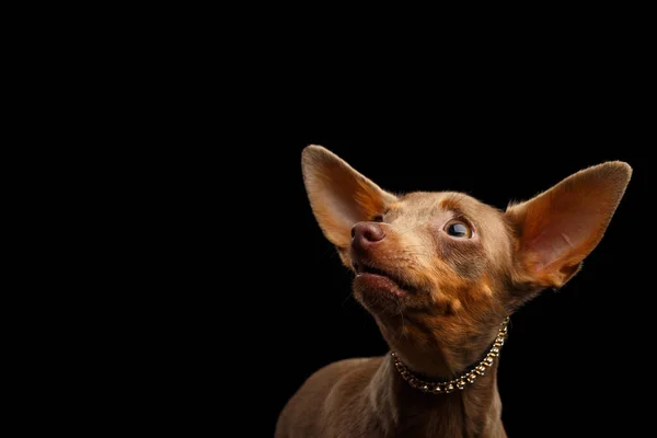 Portret Van Toy Terrier Kijken Omhoog Geïsoleerd Zwarte Achtergrond — Stockfoto