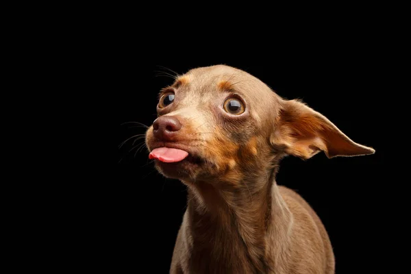 Funny Portrait Toy Terrier Con Lengua Aislada Sobre Fondo Negro —  Fotos de Stock