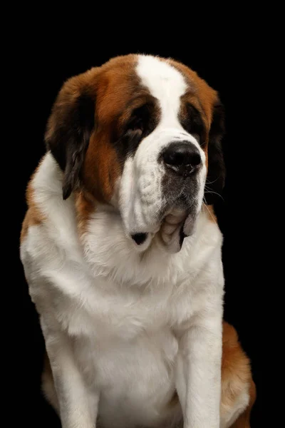 Portrait White Saint Bernard Dog Sitting Isolated Black Background Front — Stock Photo, Image