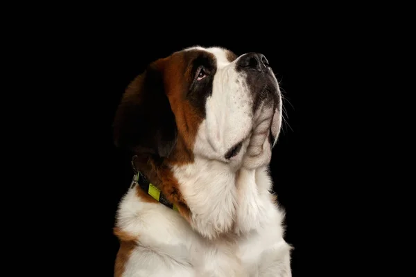 Portret Van Saint Bernard Hond Kijkend Naar Geïsoleerde Zwarte Achtergrond — Stockfoto