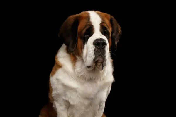 Close Portret Van White Saint Bernard Dog Geïsoleerde Zwarte Achtergrond — Stockfoto