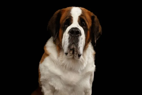 Close Portret Van White Saint Bernard Dog Geïsoleerde Zwarte Achtergrond — Stockfoto