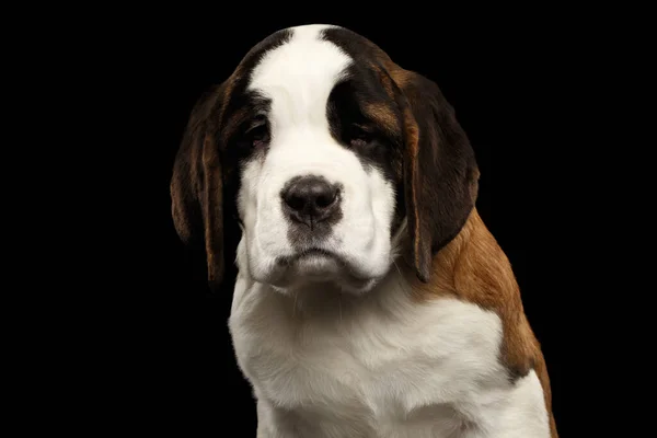 Close Portrait Unhappy Saint Bernard Puppy Looks Sadly Isolated Black — Stock Photo, Image