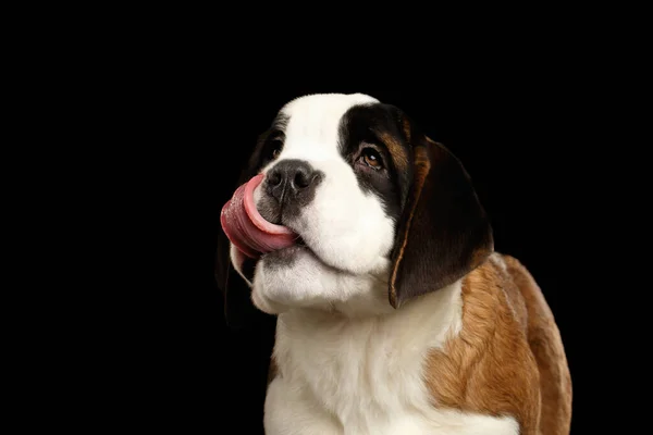 Close Portret Van Saint Bernard Puppy Omhoog Kijkend Lick Geïsoleerde — Stockfoto