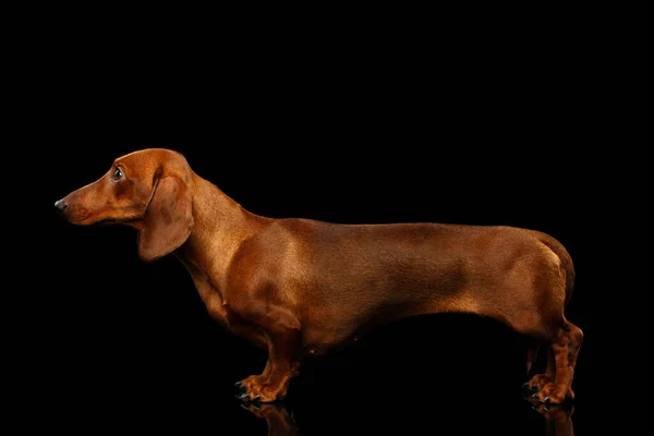 Red Dachshund Hond Zijaanzicht Geïsoleerde Zwarte Achtergrond Volledige Lengte — Stockfoto