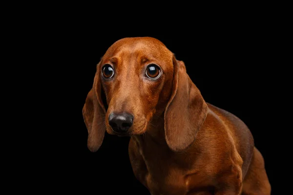 Retrato Perro Dachshund Rojo Triste Sobre Fondo Negro Aislado —  Fotos de Stock