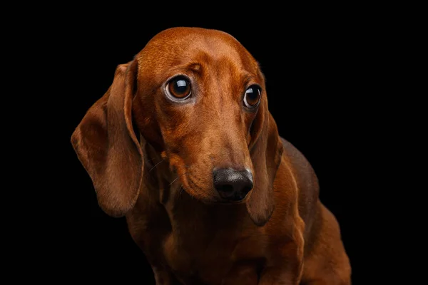 Porträtt Sad Red Dachshund Dog Isolerad Svart Bakgrund — Stockfoto