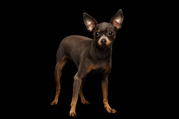 Little Dog Toy Terrier Staande Geïsoleerde Zwarte Achtergrond Zijaanzicht — Stockfoto