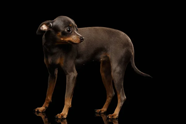 Frightened Dog Toy Terrier Staande Geïsoleerde Zwarte Achtergrond Terugkijkend Zijaanzicht — Stockfoto