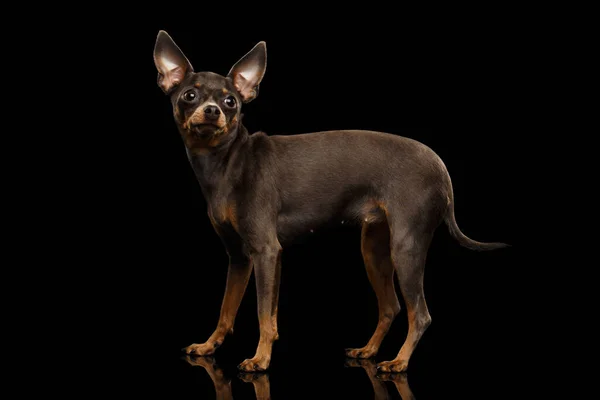 Little Dog Toy Terrier Staande Geïsoleerde Zwarte Achtergrond Zijaanzicht — Stockfoto