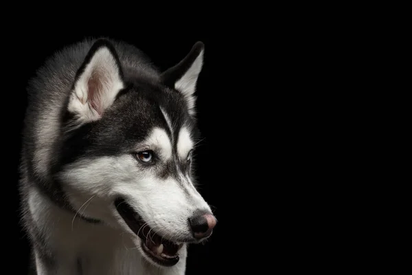 Primer Plano Retrato Perro Enojado Husky Siberiano Sobre Fondo Negro —  Fotos de Stock