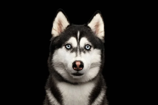 Portrait Siberian Husky Dog Blue Eyes Gazing Isolated Black Background — Stock Photo, Image