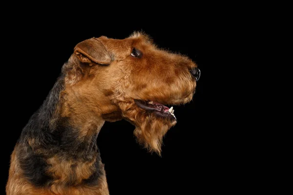 Porträtt Airedale Terrier Dog Tittar Sidan Isolerad Svart Bakgrund — Stockfoto