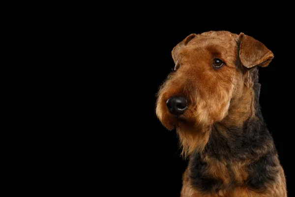 Портрет Airedale Terrier Dog Дивиться Бік Ізольованому Чорному Фоні — стокове фото