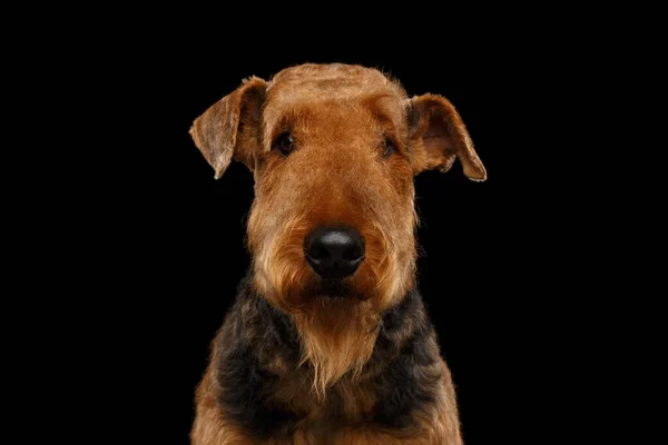 Retrato Airedale Terrier Dog Mirando Con Alerta Sobre Fondo Negro —  Fotos de Stock
