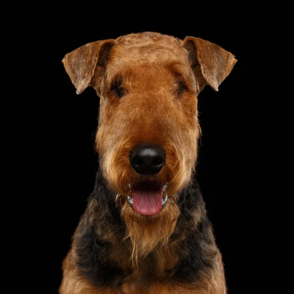 Primer Plano Retrato Airedale Terrier Dog Happy Mirando Cámara Sobre —  Fotos de Stock