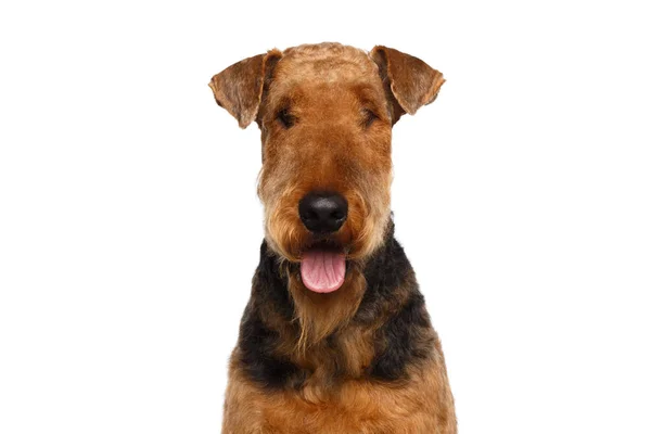 Primer Plano Retrato Airedale Terrier Dog Happy Mirando Cámara Sobre —  Fotos de Stock