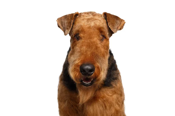 Retrato Warily Airedale Terrier Dog Curioso Mirando Cámara Sobre Fondo —  Fotos de Stock