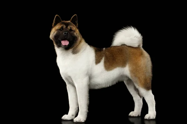 American Akita Dog Breed Standing Isolated Black Background Side View — Stock Photo, Image