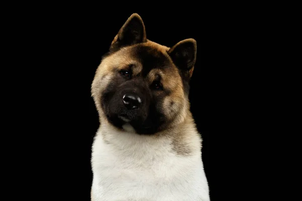 American Akita Dog Breed Curious Looking Camera Isolated Black Background — 스톡 사진