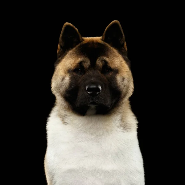 Close Portrait American Akita Dog Breed Isolated Black Background Front — Stock Photo, Image